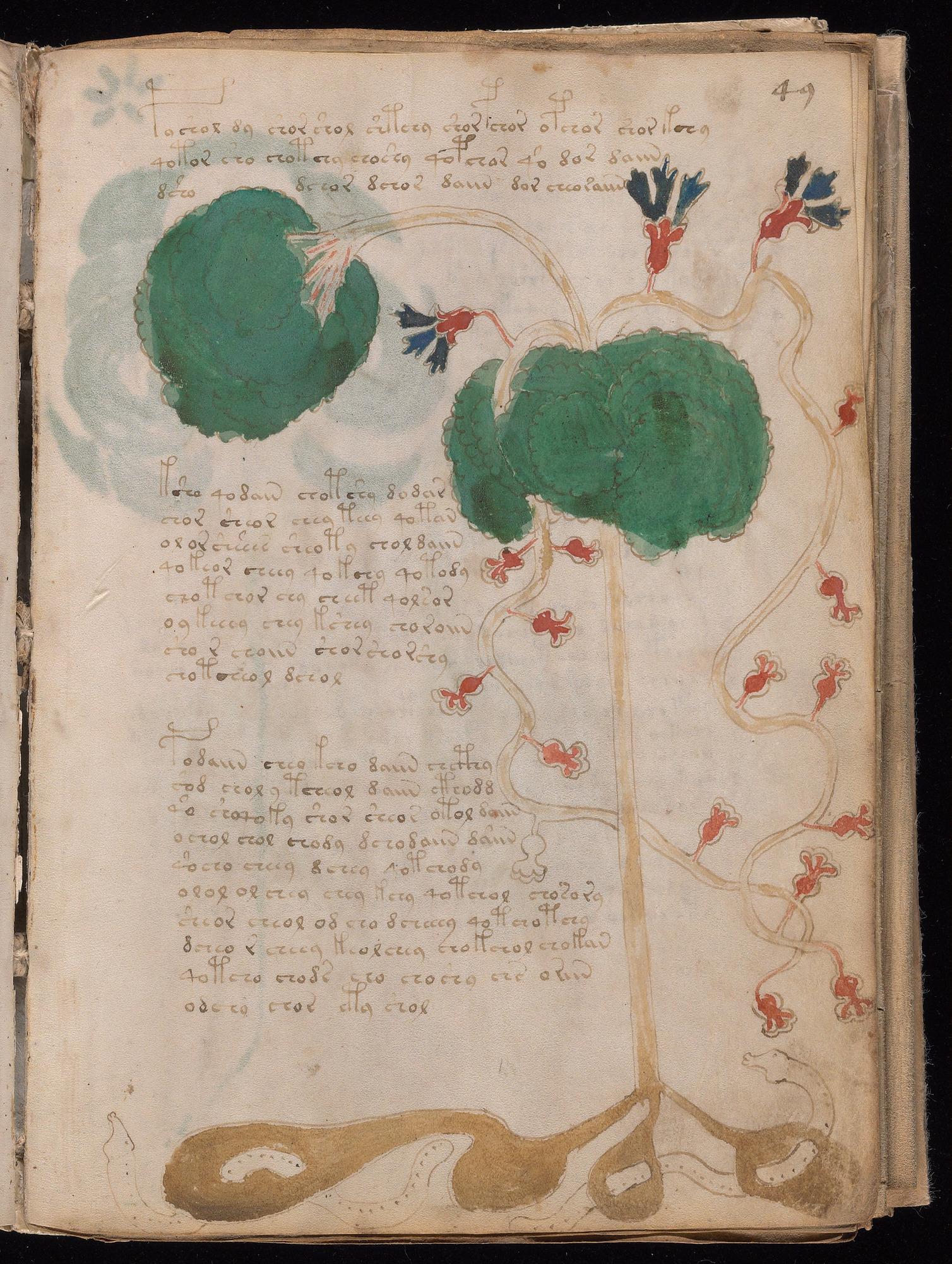 Voynich Manuscript folio f49r — Beinecke MS 408